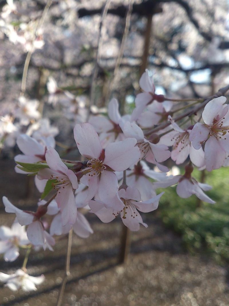 Sakura