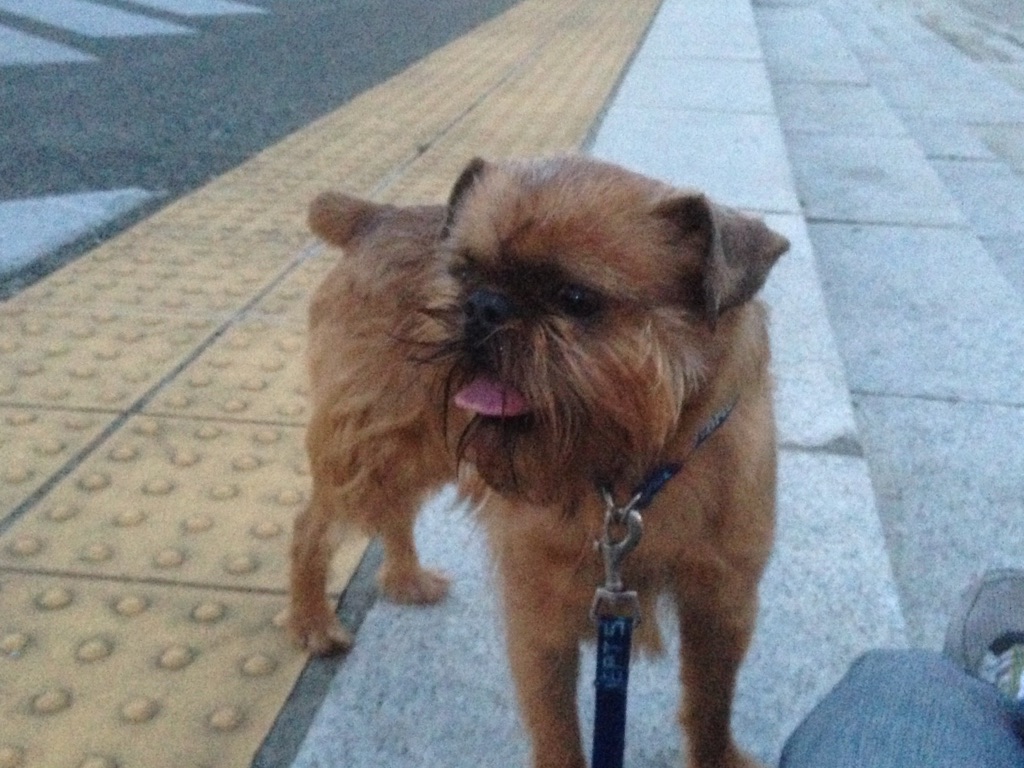 タニタ社員の健康日記 愛犬日記