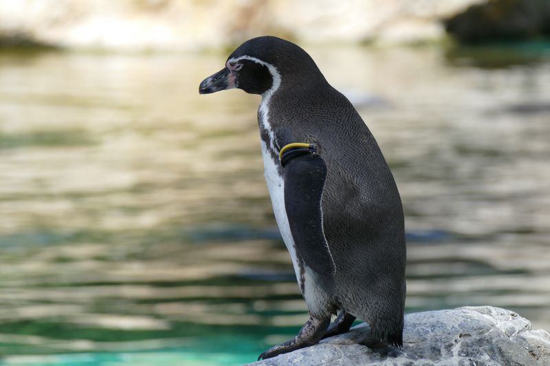 写真 2015-09-23 13 12 39フンボルトペンギン