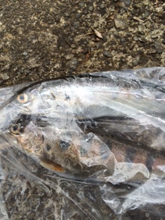 釣ったやまめ 釣ったやまめ